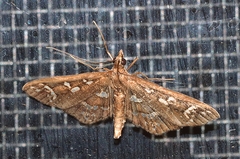 Ischnurges illustralis