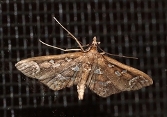 Ischnurges illustralis