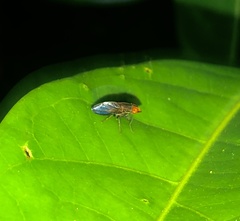 Cephaloconus tenebrosus