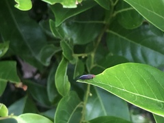 Cephaloconus tenebrosus