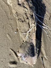 Phocoena phocoena