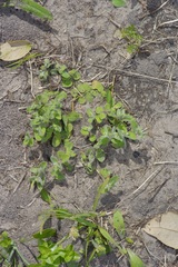 Euphorbia innocua