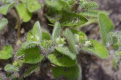 Euphorbia innocua