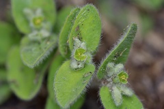 Euphorbia innocua