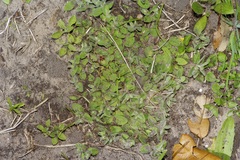 Euphorbia innocua