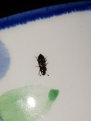 Glischrochilus quadripunctatus