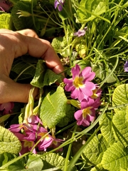 Primula × polyantha