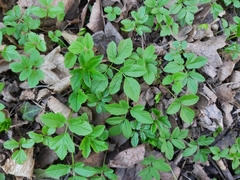 Aegopodium podagraria