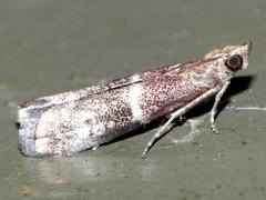 Moodna