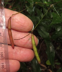 Indigofera natalensis