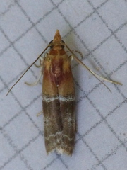 Moodna pallidostrinella