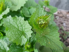 Alliaria petiolata