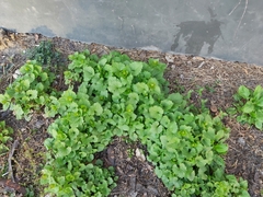 Alliaria petiolata