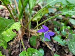 Viola reichenbachiana