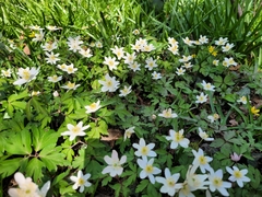 Anemonoides nemorosa