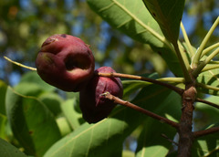 Terminalia porphyrocarpa