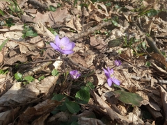 Hepatica nobilis
