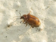 Contacyphon laevipennis
