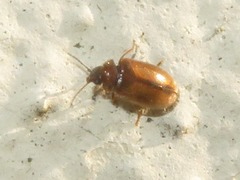 Contacyphon laevipennis