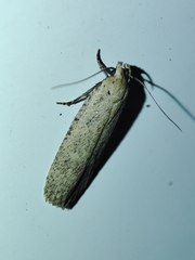 Platyedra subcinerea