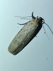 Platyedra subcinerea