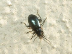 Altica lythri