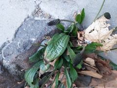 Plantago lanceolata