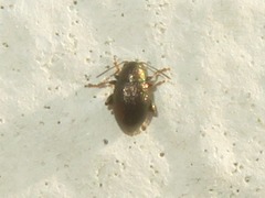 Chaetocnema hortensis