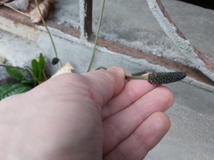 Plantago lanceolata