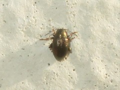 Chaetocnema hortensis