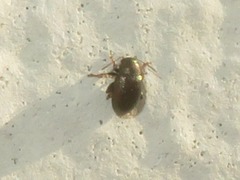 Chaetocnema hortensis
