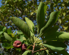 Terminalia porphyrocarpa
