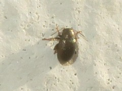 Chaetocnema hortensis