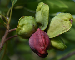 Terminalia porphyrocarpa