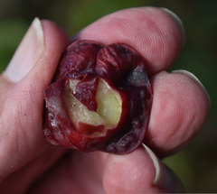 Terminalia porphyrocarpa