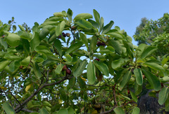 Terminalia porphyrocarpa