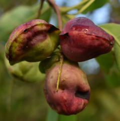 Terminalia porphyrocarpa