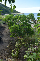 Terminalia porphyrocarpa