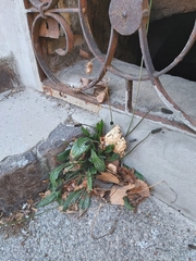 Plantago lanceolata