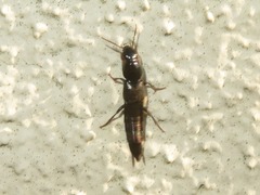 Quedius fuliginosus