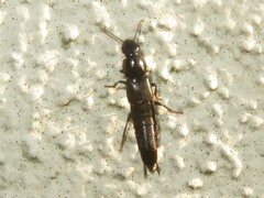 Quedius fuliginosus
