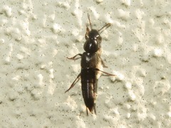 Quedius fuliginosus