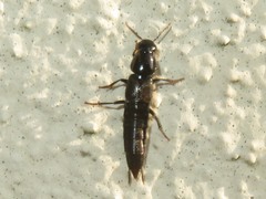 Quedius fuliginosus