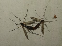 Ptychoptera albimana