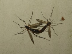 Ptychoptera albimana