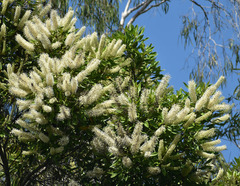 Buckinghamia celsissima