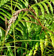 Carex sectoides