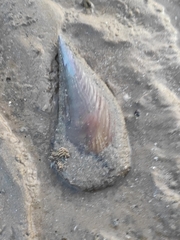 Pinnoidea