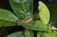 Oxya japonica
