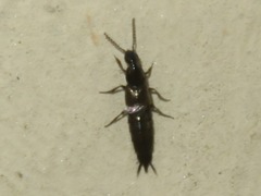 Philonthus cognatus